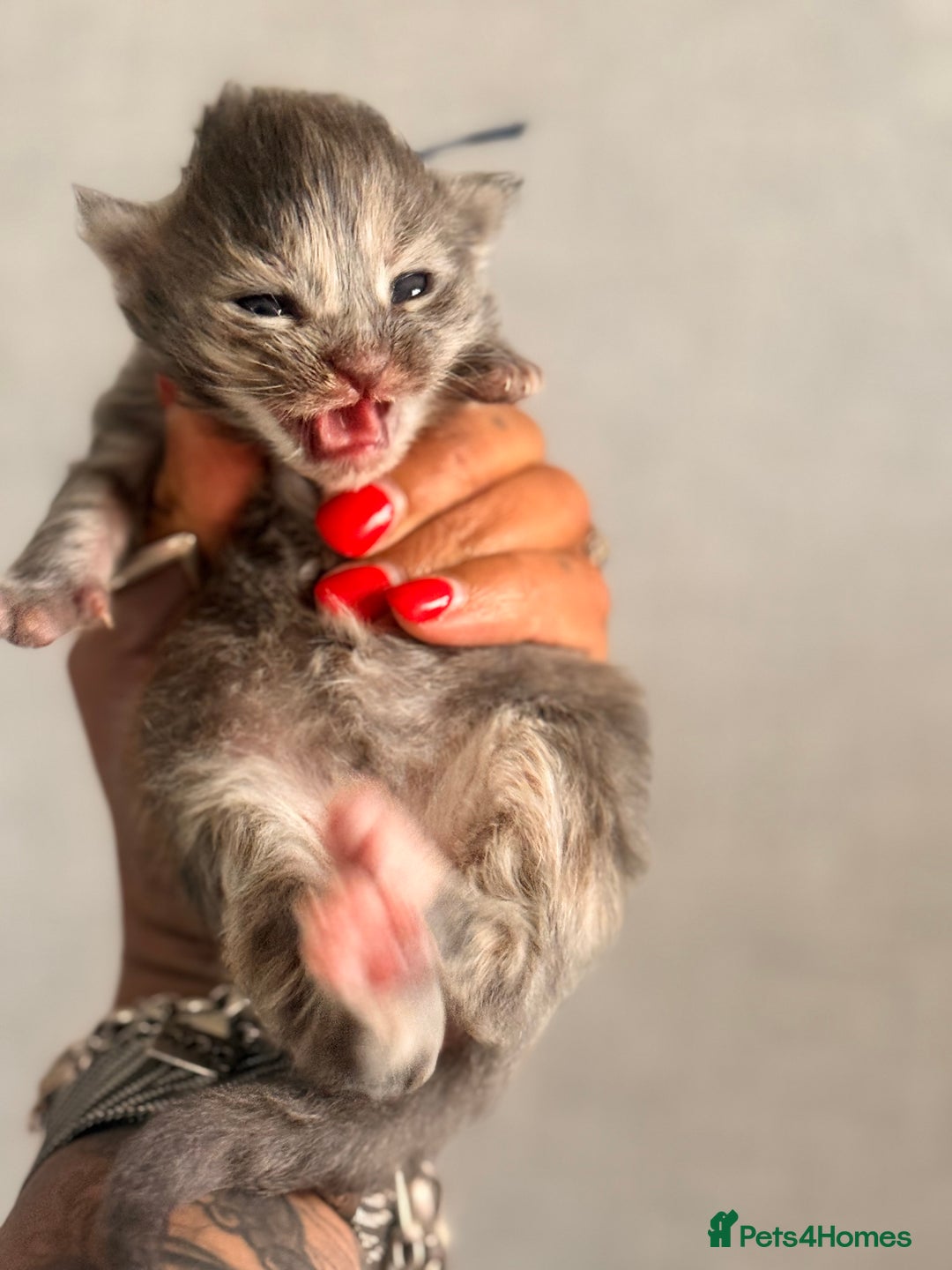 Maine Coon cats for sale: November Maine Coon Litter – Waiting List Open! - Advert 3