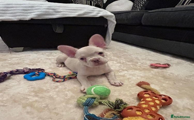 French Bulldog dogs - Advert 2