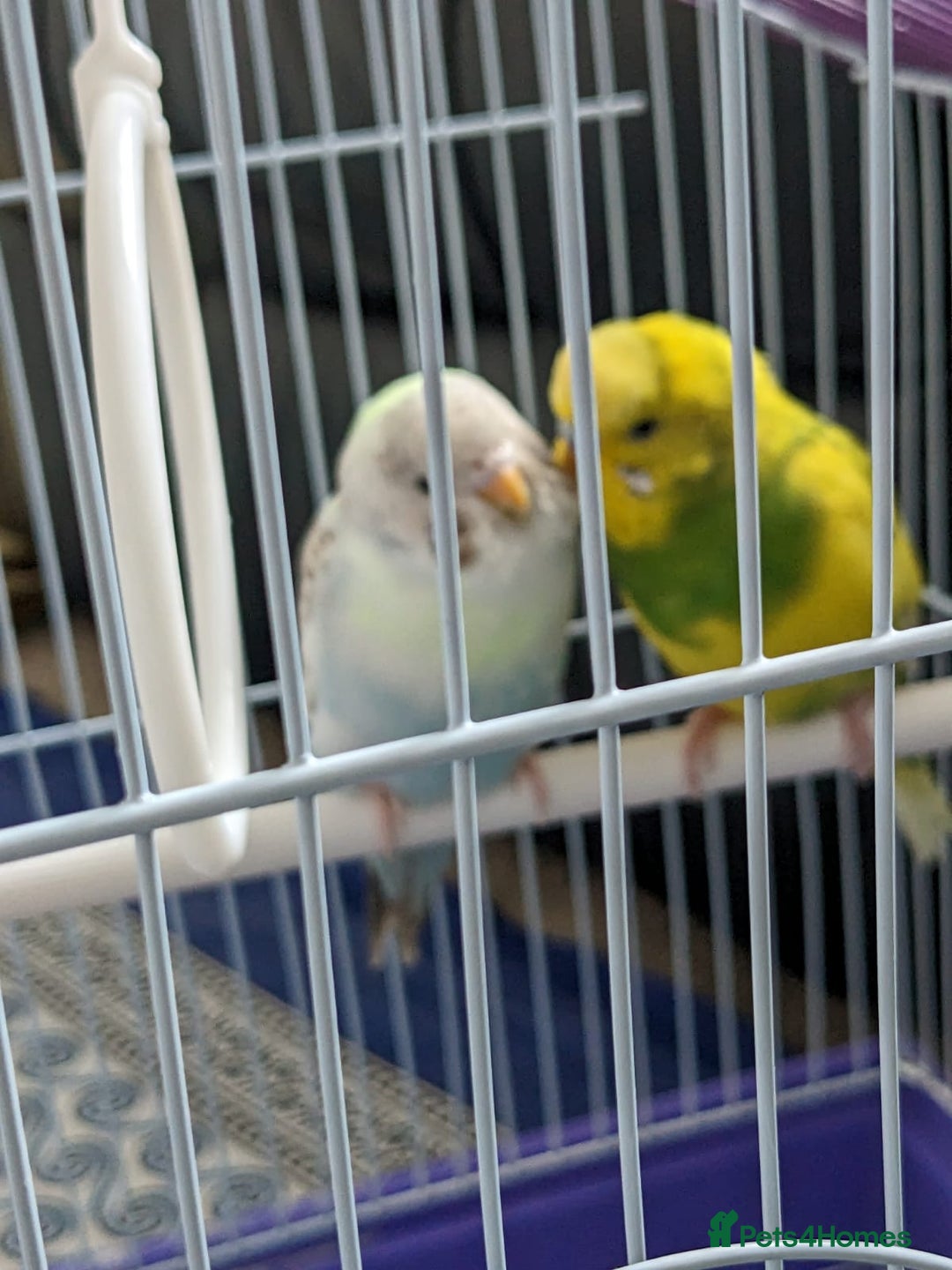 Budgerigars birds for sale: Budgies for Sale Many colours Cages Available  - Image 7