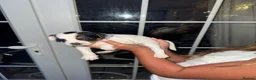 Jack Russell dogs for sale: jack Russell puppys 4💙. 6🩷 - Advert 7