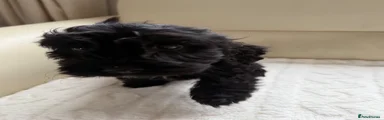 Cockapoo Puppy 6