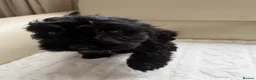 Cockapoo dogs for sale: Cockapoo FB1  - Advert 13