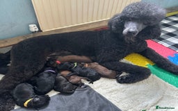 Saint Bernard dogs for sale: F1 St Berdoodle  - Image 28