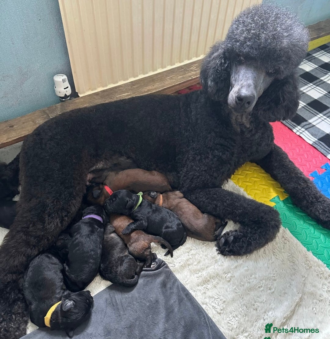 Saint Bernard dogs for sale: F1 St Berdoodle  - Image 28