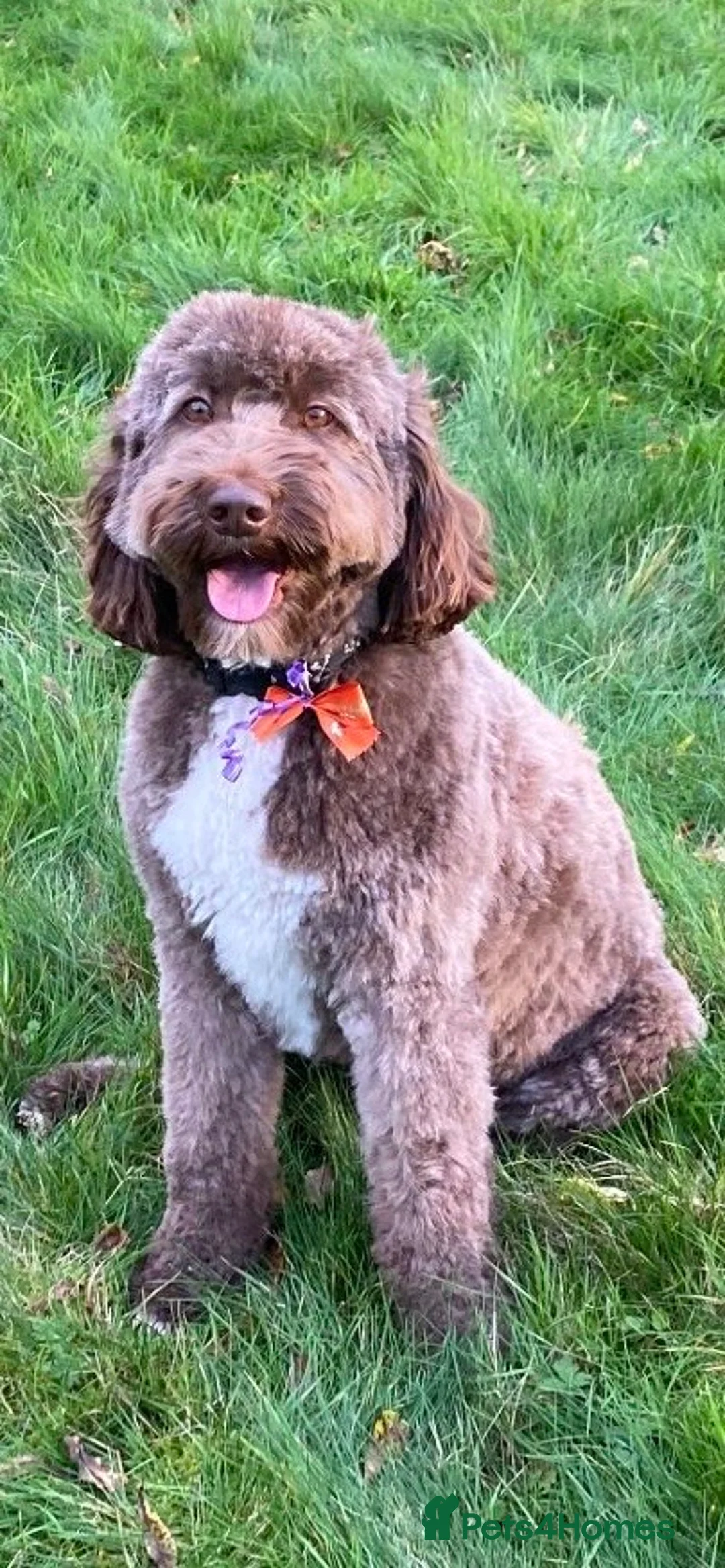 Labradoodle dogs for sale: Our Final Available Puppy - Ready 4th January  - Advert 9