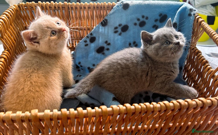 British Shorthair cats - Advert 1