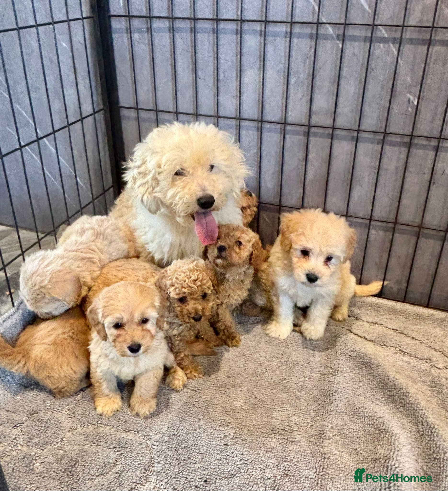 Coton De Tulear dogs Coton noodles puppies ready now  - Advert 2