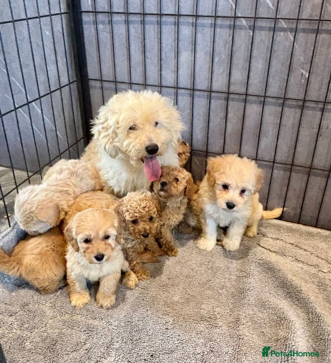 Coton De Tulear dogs for sale: Coton noodles puppies ready now  - Advert 2