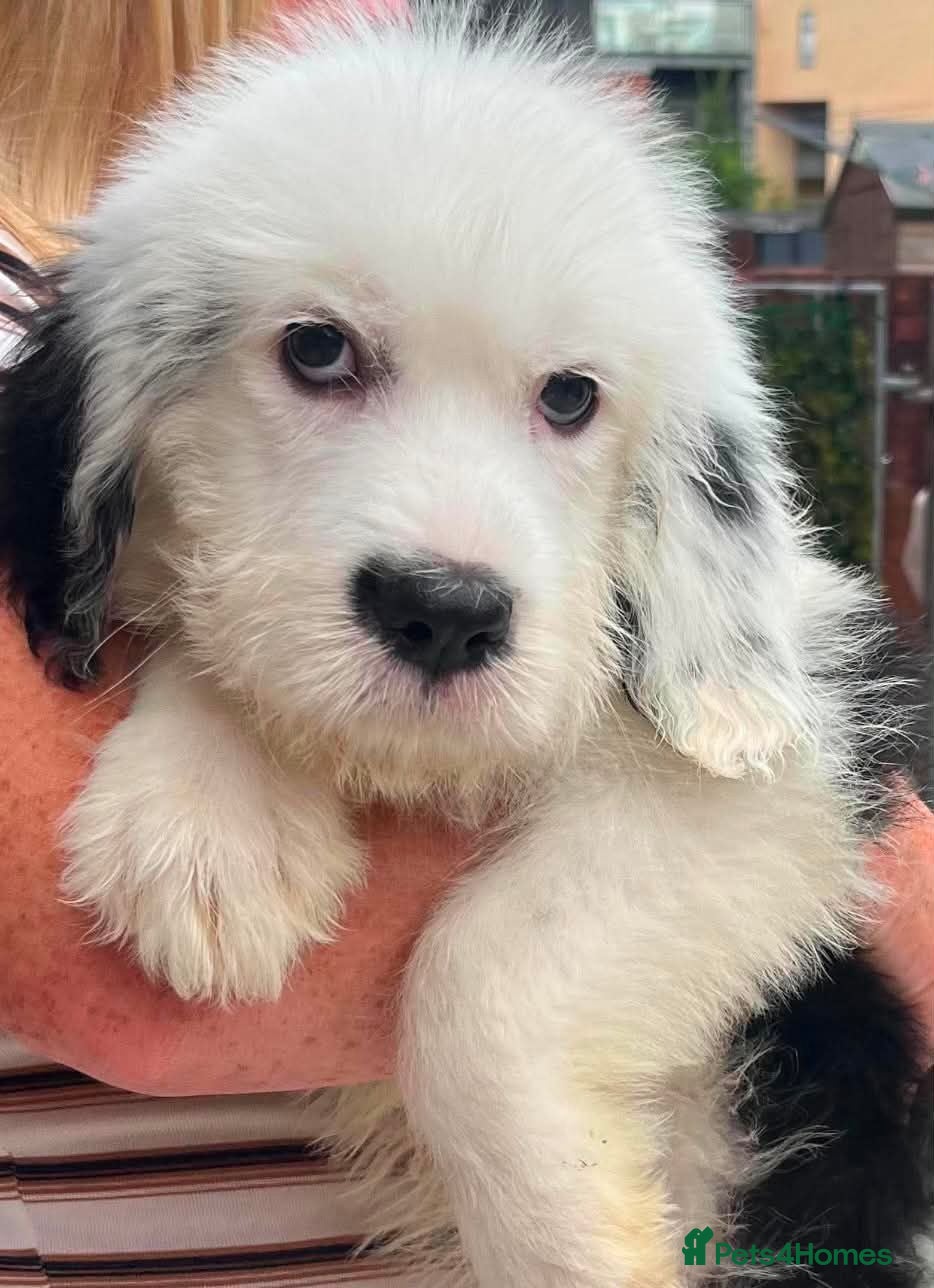 Saint Bernard dogs St Bernard x old English puppies  - Advert 8