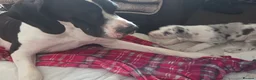Great Dane dogs for sale: Greatdane puppies forsale - Advert 9