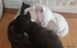 Mixed Breed cats for sale: Kittens for sale - Image 7