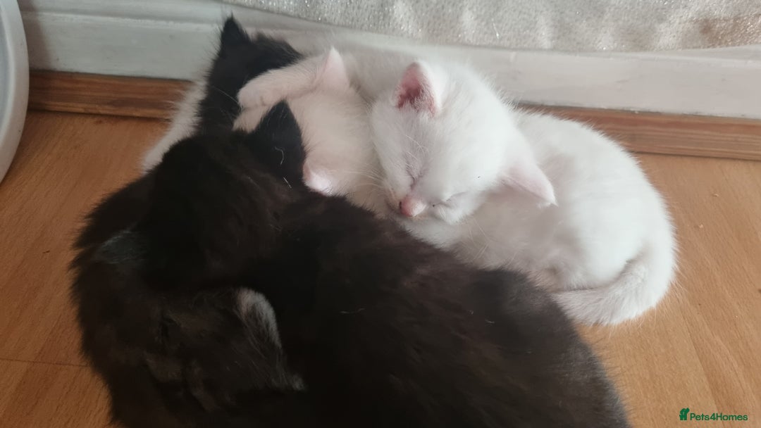 Mixed Breed cats for sale: Kittens for sale - Image 7