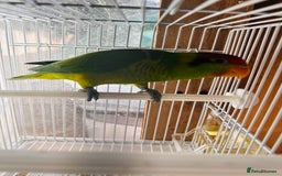 Lorikeets birds for sale: PROVEN pair iris lorikeet RARE!! - Image 10