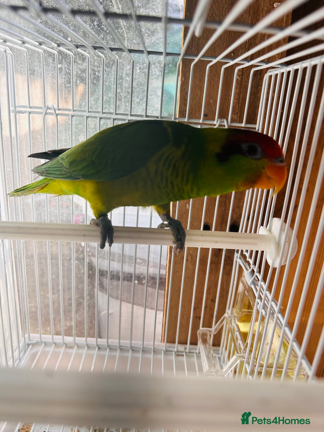 Lorikeets birds for sale: PROVEN pair iris lorikeet RARE!! - Image 10