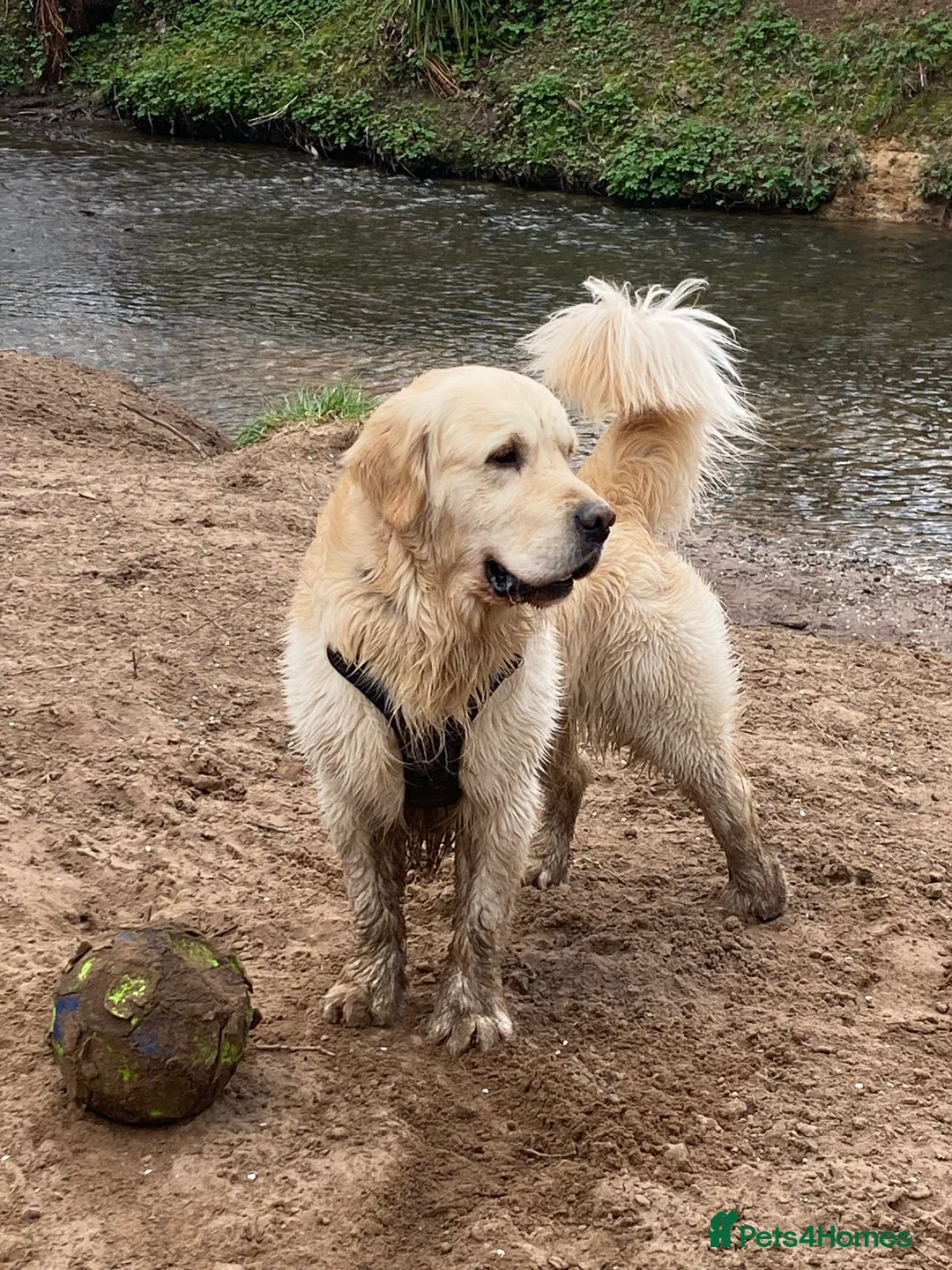 Golden Retriever dogs for stud: ORLAGOLD LUCK OF THE IRISH 🍀 (Duke) in Cheadle - Advert 6