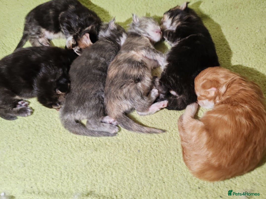 Maine Coon cats for sale: V. Vilma  - Advert 30