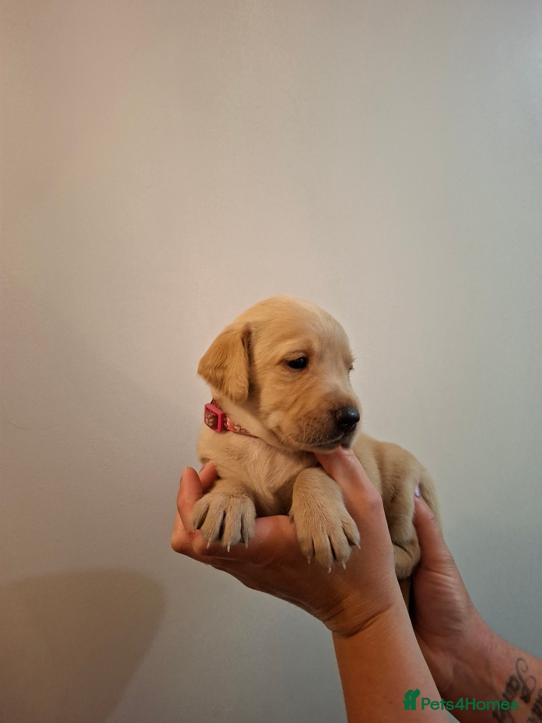 Labrador Retriever dogs for sale: Yellow Labrador Puppies  - Image 5
