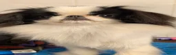 Japanese Chin dogs for sale: Stunning RKC reg Japanese chin puppy  - Advert 9