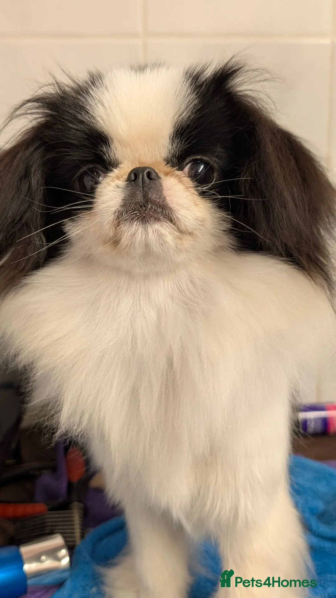 Japanese Chin dogs for sale: Stunning RKC reg Japanese chin puppy  - Advert 9