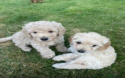 Labradoodle dogs for stud: Stud miniature labradoodle  - Image 10