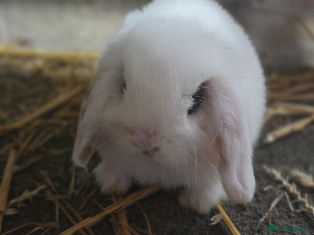 Mini Lop rabbits for sale: Minilops ready 30th August  - Image 6