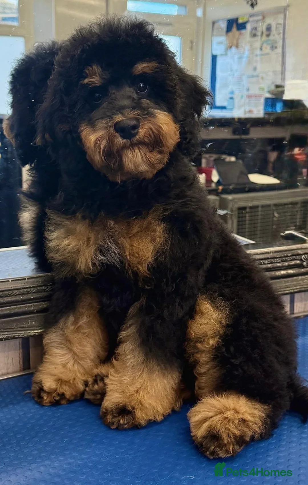Cavapoo dogs for sale: Cavapoo Puppies  - Advert 2