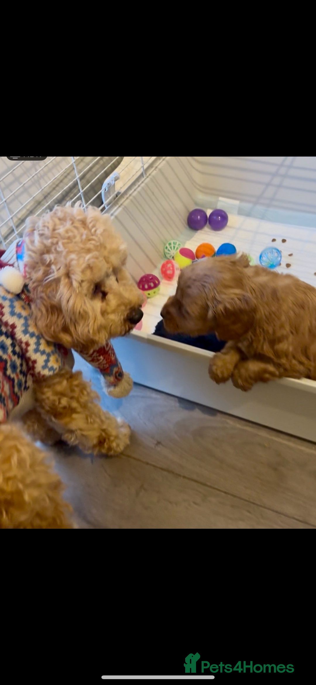 Cockapoo dogs for sale: Cockapoo F1b Male - Advert 14