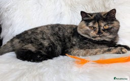 British Shorthair cats for sale: Amazing loving British shorthair kittens  - Image 11