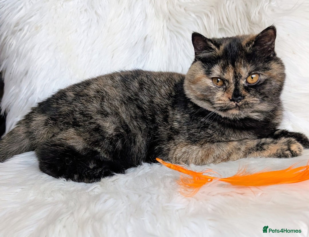British Shorthair cats for sale: Amazing loving British shorthair kittens  - Image 11