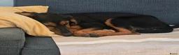 Mixed Breed dogs for adoption: Handsome Alfie - 5 months old Hound cross in Stone - Advert 2