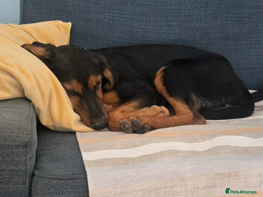 Mixed Breed dogs for adoption: Handsome Alfie - 5 months old Hound cross in Stone - Advert 2