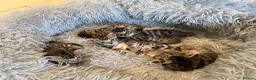 Bengal cats for sale: Half Bengal kittens - Advert 8