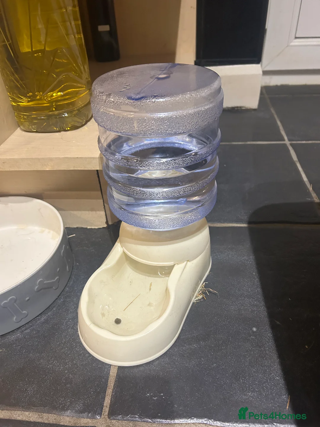 Mini Lop rabbits for sale: Mini Lop - Luna 🖤 - Advert 4