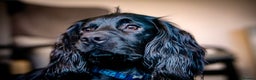 Cocker Spaniel dogs for stud: Proven Gorgeous cocker spaniel for stud  in Ayr - Advert 6
