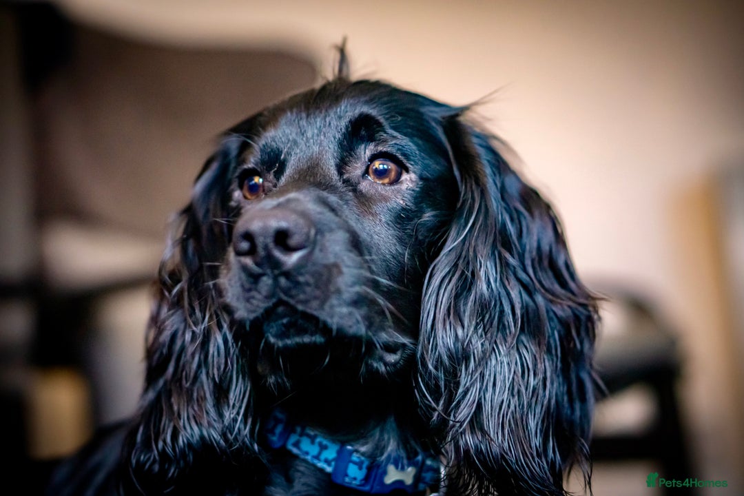 Cocker Spaniel dogs for stud: Proven Gorgeous cocker spaniel for stud  in Ayr - Image 6