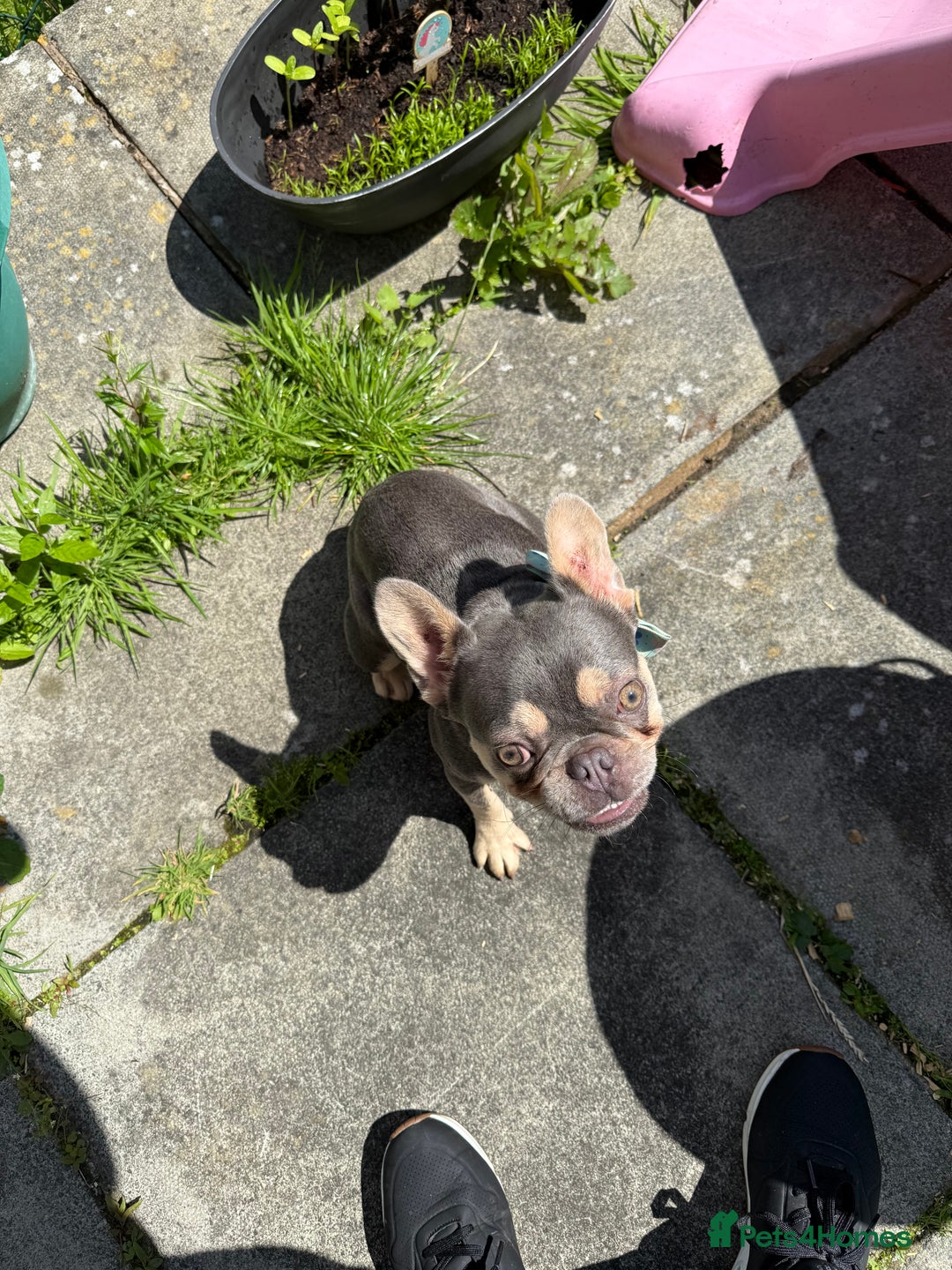 French Bulldog dogs for sale: Gorgeous French Bulldog year and a half old - Advert 4