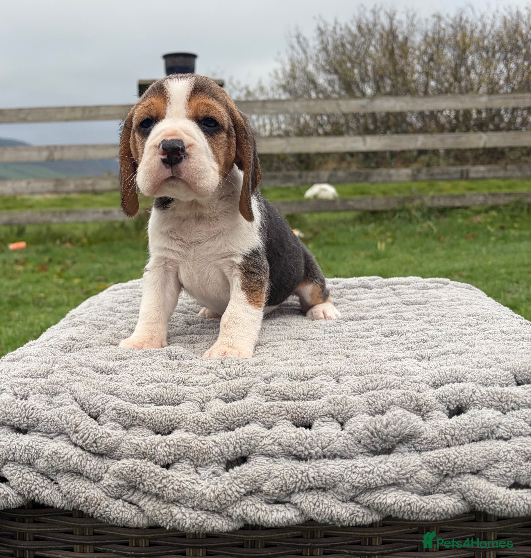 Beagle dogs for sale: 4 outstanding beagle pups  - Advert 1
