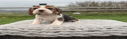 Beagle dogs for sale: 4 outstanding beagle pups  - Advert 1