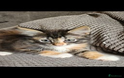 Mixed Breed cats for sale: Beautiful long haired mixed breed kittens  - Image 8