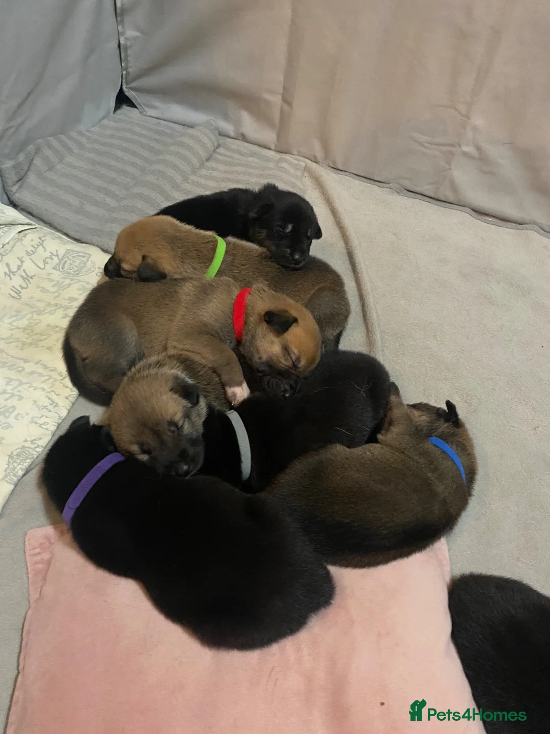 Shepsky dogs for sale: 9 budding Shepsky pups in Saint Helens - Advert 1
