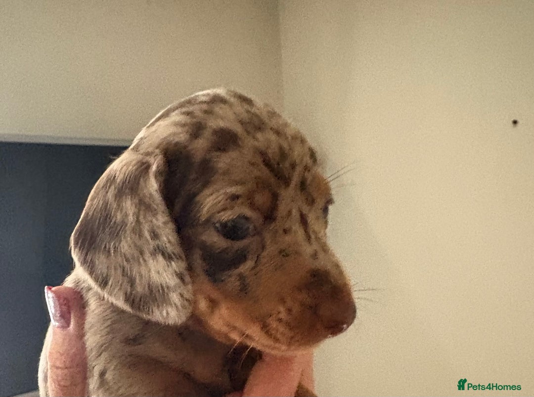 Dachshund dogs for sale: Mini  - Image 11
