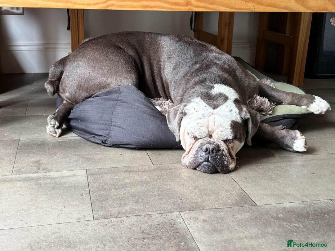 Mixed Breed dogs for sale: 4 year old Blue Merle Olde Tyme English bulldog  in Horsham - Advert 2