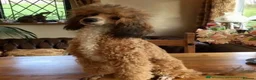 Cockapoo dogs for sale: Stunning F1 Cockapoos H/Tested KC/Show Parents!! - Advert 13
