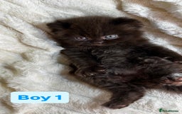 British Longhair cats for sale: British Long/Short Hair Adorable Kittens - Advert 7