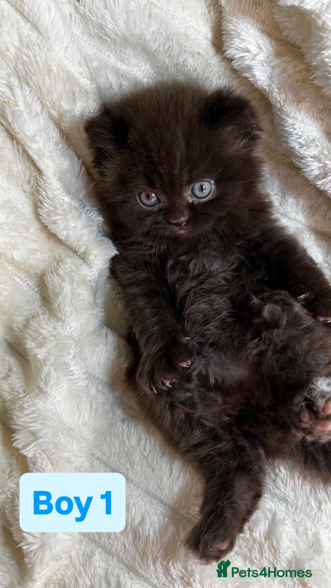 British Longhair cats for sale: British Long/Short Hair Adorable Kittens - Advert 7