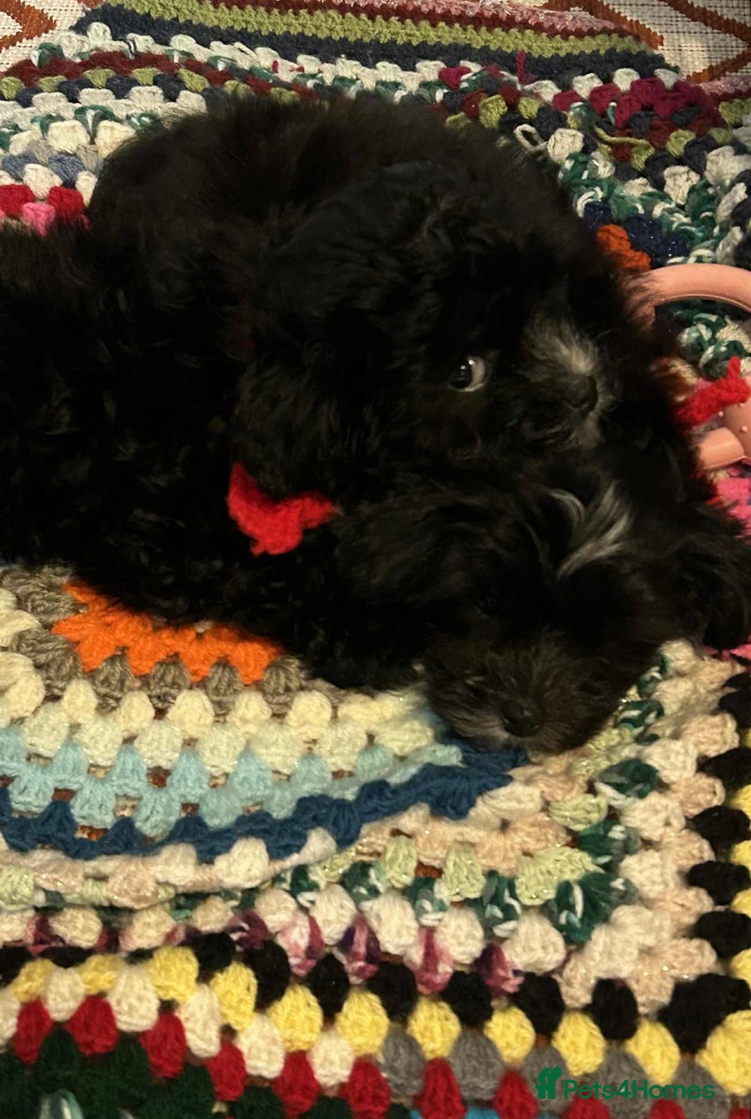 Mixed Breed dogs for sale: Maltese cross Chinese crested puppies for sale - Advert 6