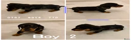 Miniature Dachshund dogs for sale: Dachshund Puppys 8 available  - Advert 3