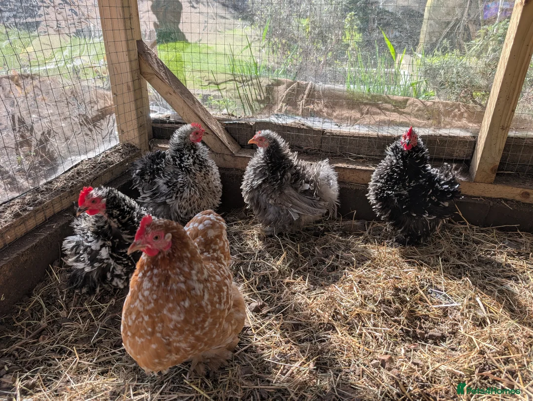 Chickens poultry for sale: Hatching eggs pekin bantam and frizzle pekin  - Advert 1