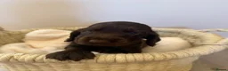 Cocker Spaniel dogs for sale: Beautiful litter of Show cocker spaniels - Advert 12