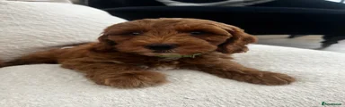 Australian Labradoodle 1